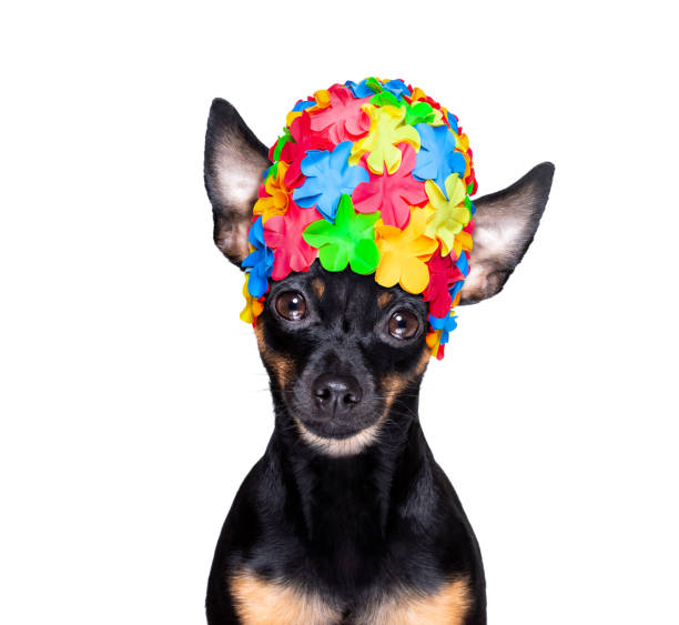 istock dog in bathtub under shower celaning and washing 1293634612