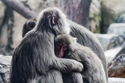 Young Baboon cleaning Male baboon