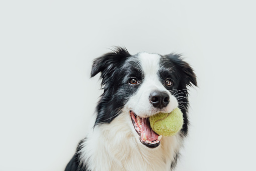Funny portrait of cute puppy dog border collie holding toy ball in mouth isolated on white background. Purebred pet dog with tennis ball wants to playing with owner. Pet activity and animals concept