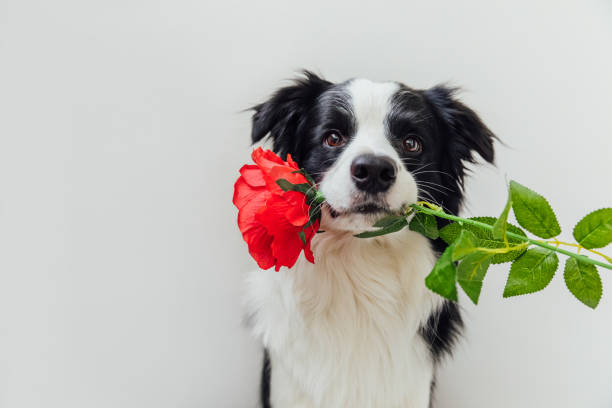 st. valentijnsdag concept. grappig portret leuke puppyhonds border collie die rode roze bloem in mond houdt die op witte achtergrond wordt geïsoleerd. mooie hond in liefde op valentijnskaarten geeft gift - valentijn stockfoto's en -beelden