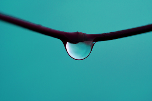 A single water droplet hanging on a twig with a blue background
