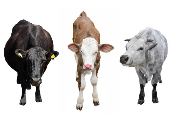 istock Two cows and calf isolated on white 1293635688