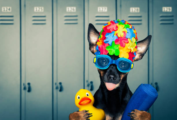 istock dog swim cap and goggles in locker room 1293635699