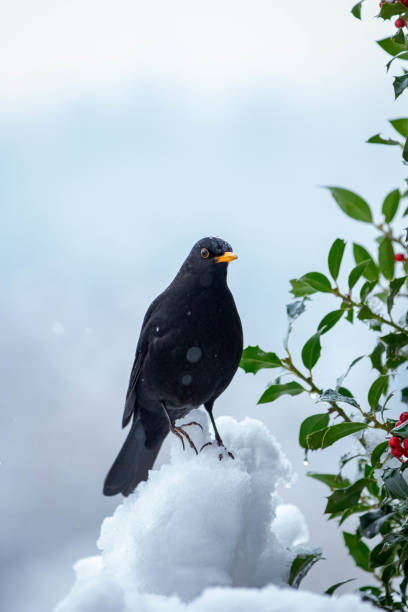 istock Pictures of birds in snow 1293635708
