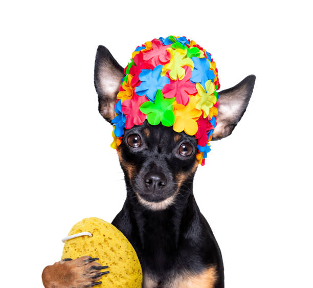 istock dog in bathtub under shower celaning and washing 1293635786