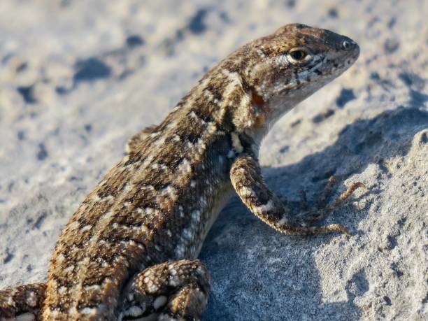 istock The Reptilian Gaze 1293635942