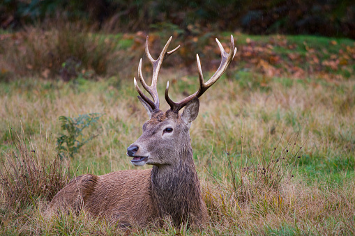 A Young Male adult Red Deer (Cervus elaphus) laud among grass. Taken in Richmond Park, London, England.