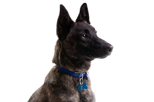 Close up shot of young Belgium Shepherd dog wearing blue collar and looking very alert.