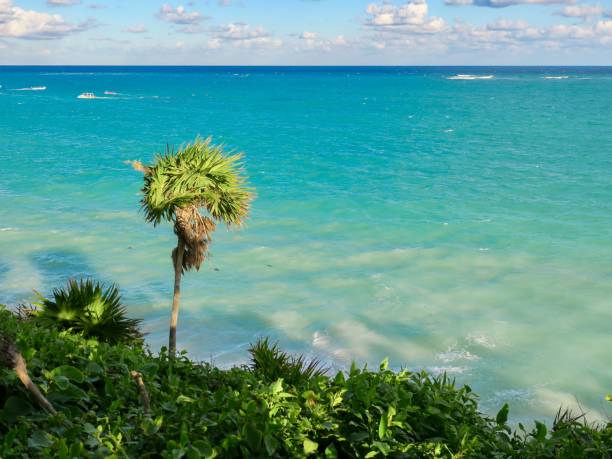 istock The Caribbean Palm 1293637091