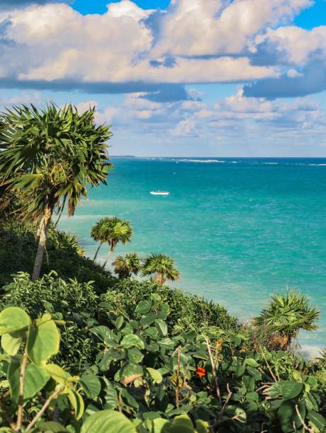 istock Jungle Meets the Caribbean Sea 1293637604