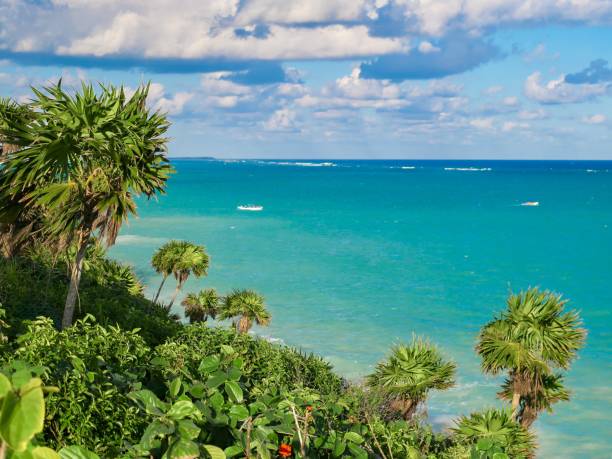 istock Jungle Meets the Caribbean Sea 1293637610