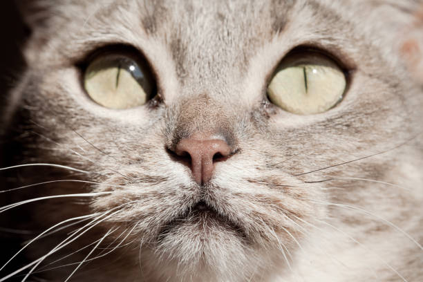istock Young beautiful cat at home 1293637783