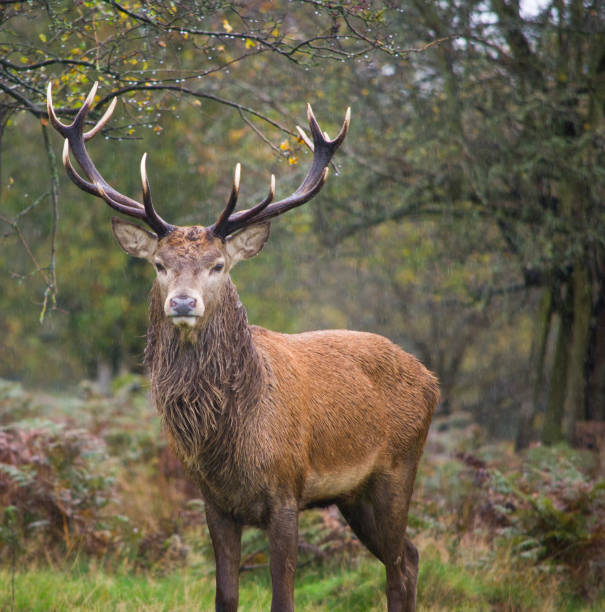 istock Red Deer Stag with large Antlers 1293637911