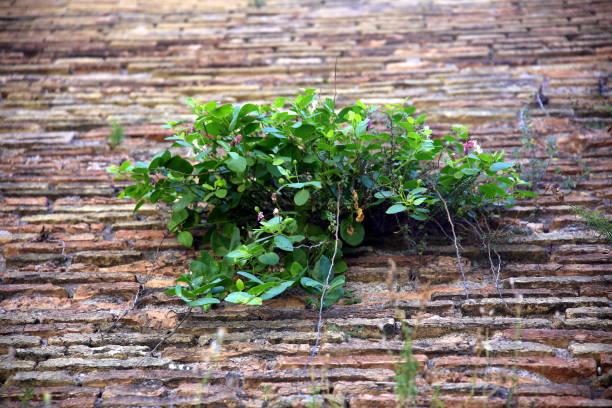 Green caper plant with buds and flowers on a brick wall