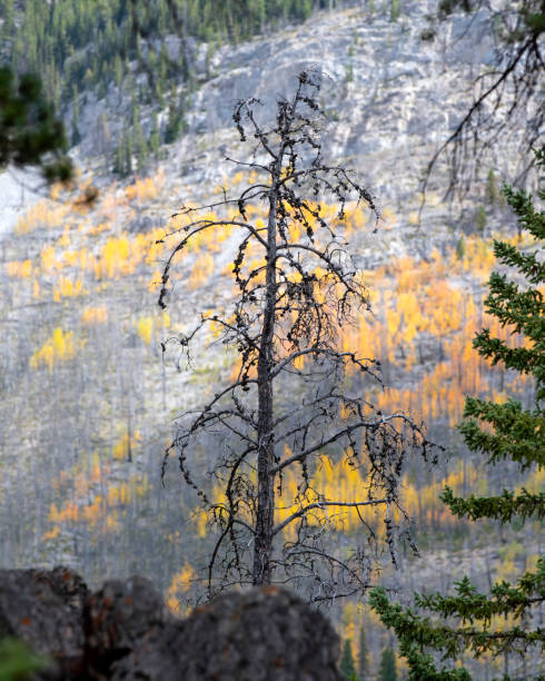 Tree with no leaves during autumn in Canadian Rocky Mountains
