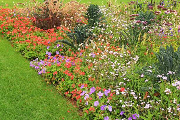 istock Way through the flower bed 1293639065