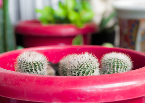 Mammillaria hahniana Cactus in pink pot