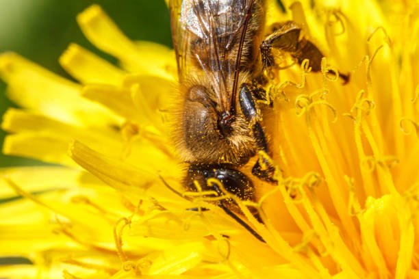 istock Honey bee covered with yellow pollen drink nectar, pollinating yellow dandelion flower. Inspirational natural floral spring or summer blooming garden background. Life of insects. Macro, close up 1293640049