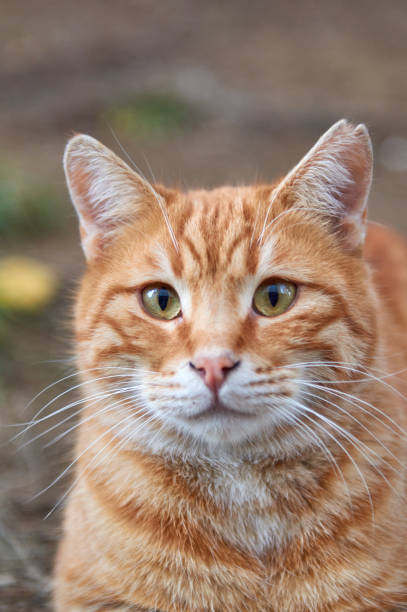 Cute Cat in the garden.Lying cat on grass.cat on grass in the warm light of the sunset.