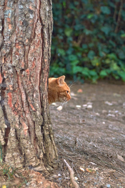 istock Cute Cat in the garden 1293641119