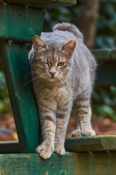 istock Cute Cat in the garden 1293641444