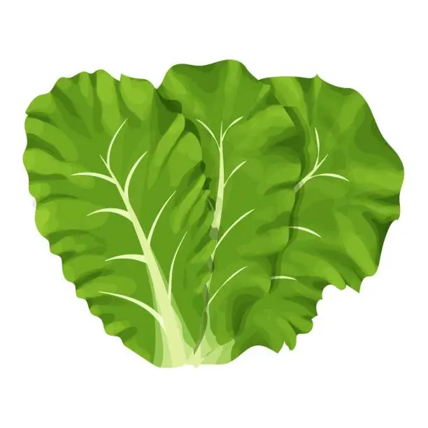 Vector illustration of Romain salad, composition of leaves colorful and detailed drawing isolated on white background. Design element, clipart, herbs for decor culinary, menu, promo or advertising.