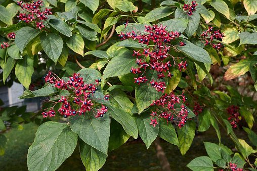 colorful fruit of Clerodendrum trichotomum shrub