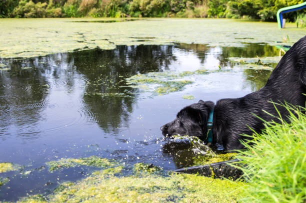 istock labrador goes swimming in a pond on a summer day 1293646079
