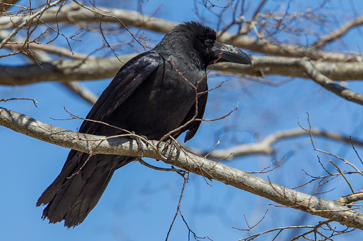 adorable black crow  on btree branch close to river Katsura in  Kyoto city