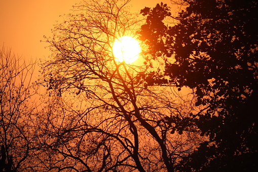 Sunset behind the trees in Islamabad.