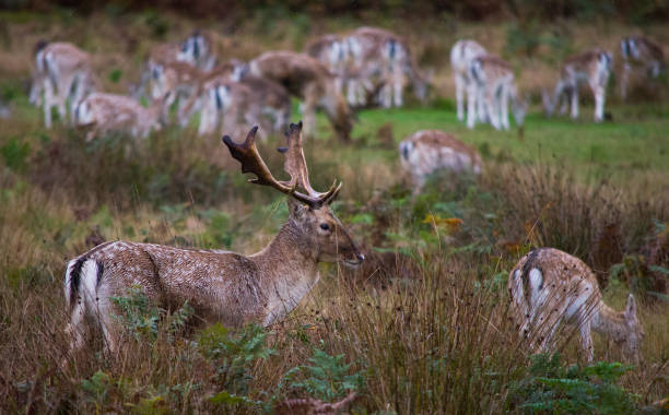 istock Fallow Deer Stag with a Herd of Doe 1293646431