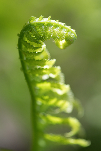 Garden fern. Close-up of an ornamental garden perennial plant. Natural herbal background