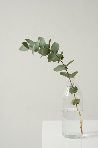 Plant Branch In Vase