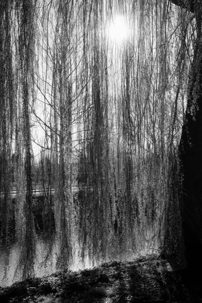Sunbeams through the hanging foliage of a weeping willow along the water, executed in black and white.