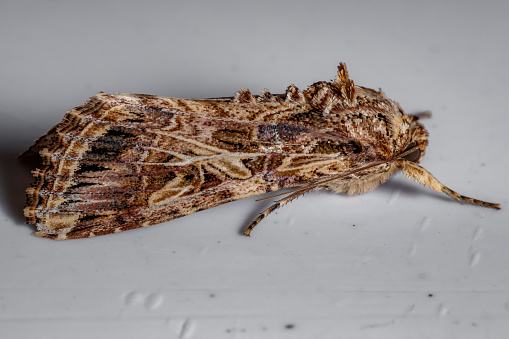 Adult Armyworm Moth of the Genus Spodoptera