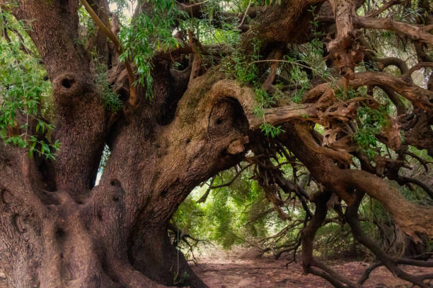 istock centuries old olive tree with twisted bough in Sardinia 1293649414