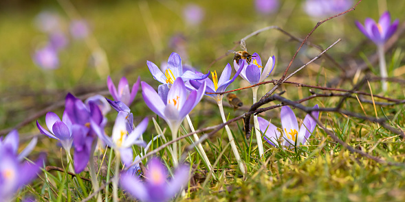 A group of crocuses flowers blooms in spring