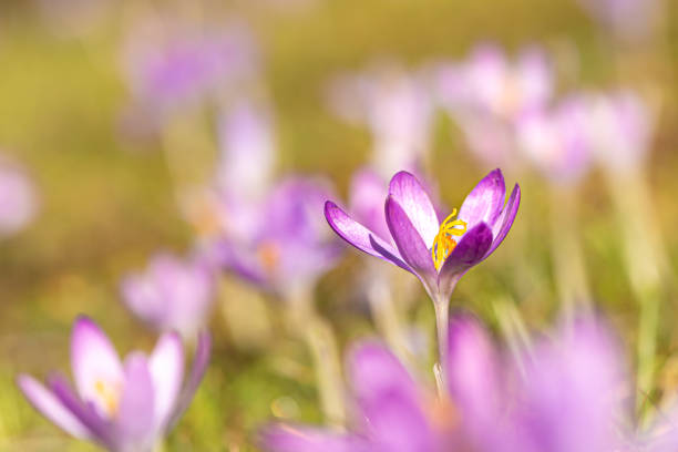 grupa fioletowych krokusów kwiaty kwitnie na wiosnę - saffron crocus spring nature crocus zdjęcia i obrazy z banku zdjęć