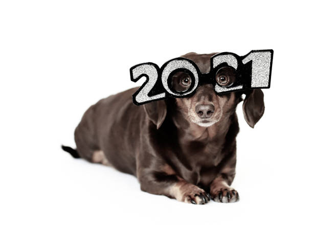 istock Happy New Year Dachshund 1293651887