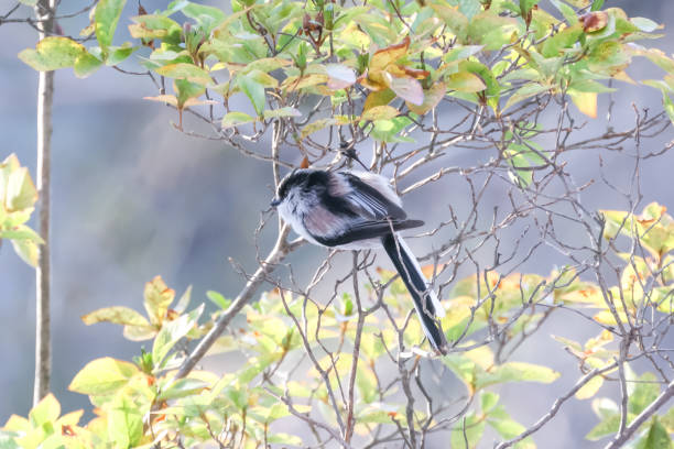 istock a long-tailed tit on a branch of tree 1293654661