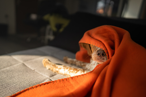 Cute dog lying on sofa in living room wrapped in a blanket