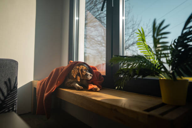 simpatico cane sdraiato sul davanzale della finestra e guardando attraverso la finestra nella giornata di sole - window sill foto e immagini stock