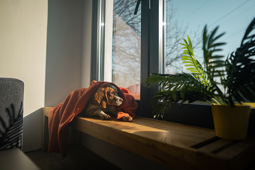 Cute dog lying on window sill and looking through window on sunny day