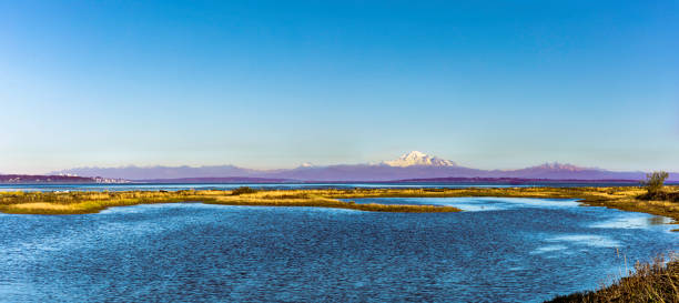 Boundary Bay wetlands at high tide with Mount Baker in the distance. Boundary Bay is an important stop for birds migrating along the Pacific Flyway, particularly for western sandpiper and dunlin, and has been designated a Hemisphere Reserve by the Western Hemisphere Shorebird Reserve Network and a Canadian Important Bird Area. During migration times the bird count in the bay may exceed 100,000.
