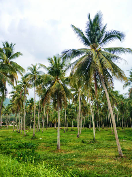 istock Tropical natural landscape palm grove and blue sky 1293656464