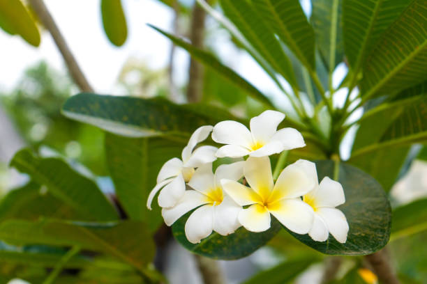 istock Frangipani tropical flower growing outdoors in thailand 1293656486
