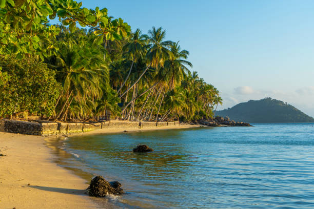 istock Coastline with sandy beach and palm trees on a tropical island 1293656690