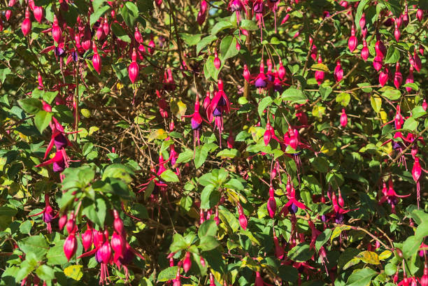 Beautiful pink Fuchsia magellanica Riccartonii autumnal bell-shaped flowers with green leaves stock photo
