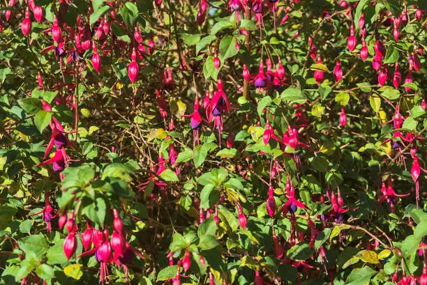 Photo of Beautiful pink Fuchsia magellanica Riccartonii autumnal bell-shaped flowers with green leaves