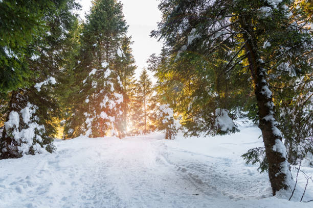 istock Winter forest in the mountains at sunset 1293657633